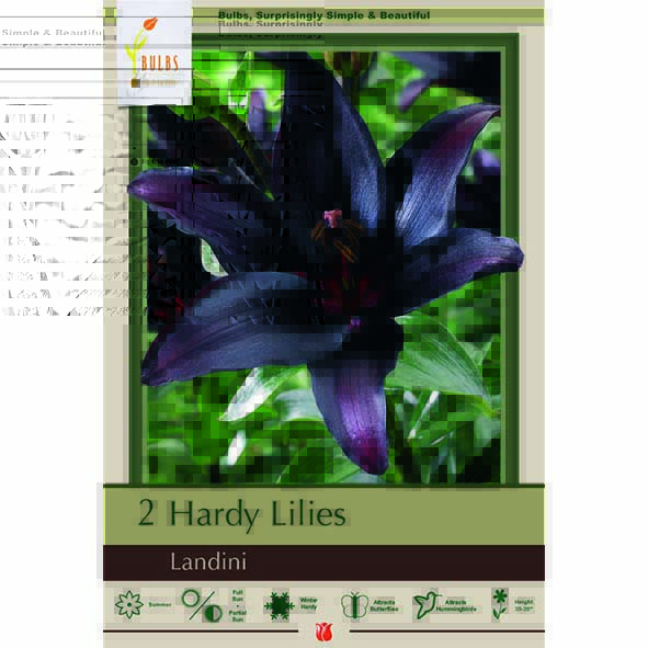 Lilium Asiatic Landini Klein's Floral & Greenhouses