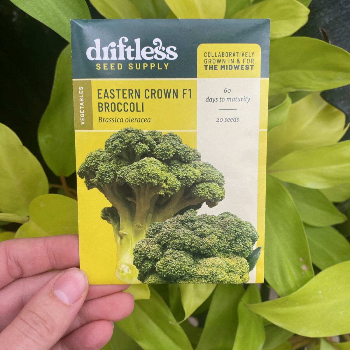 Driftless Seed Supply Eastern Crown F1 Broccoli - Klein's Floral ...