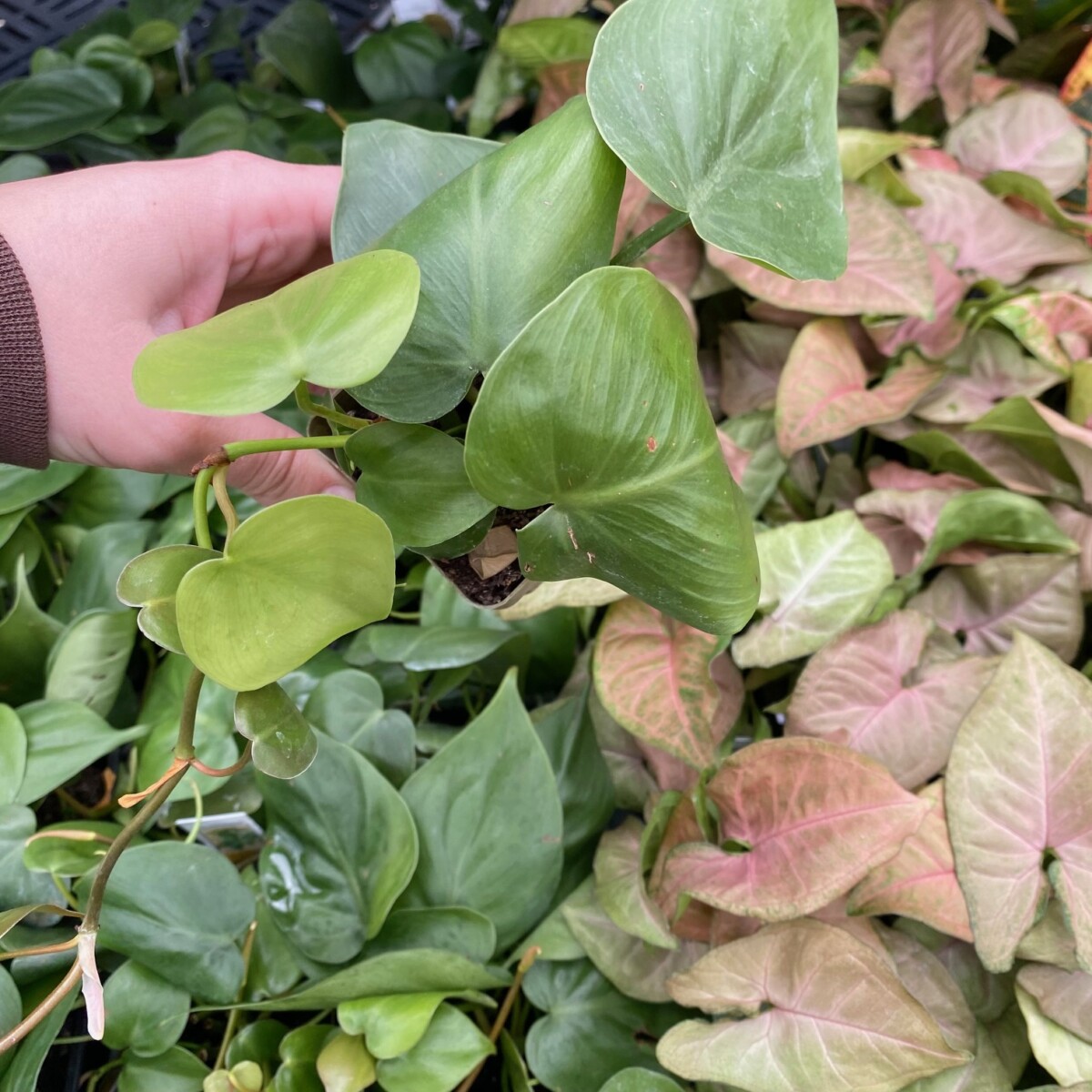 blushing philodendron imperial green Philodendron Imperial Green main image 1