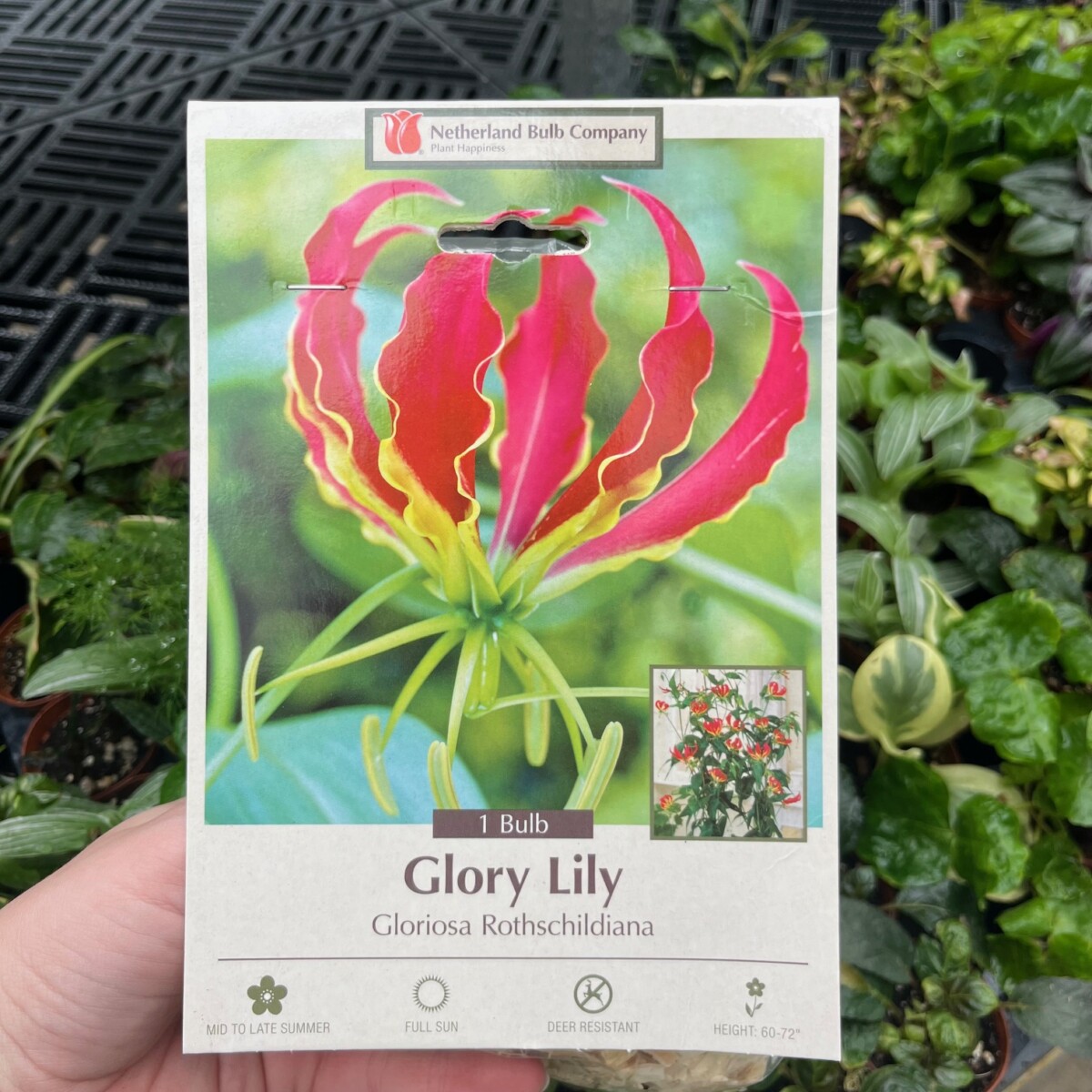 Gloriosa Rothschildiana, Glory Lily (1 bulb) - Klein's Floral & Greenhouses