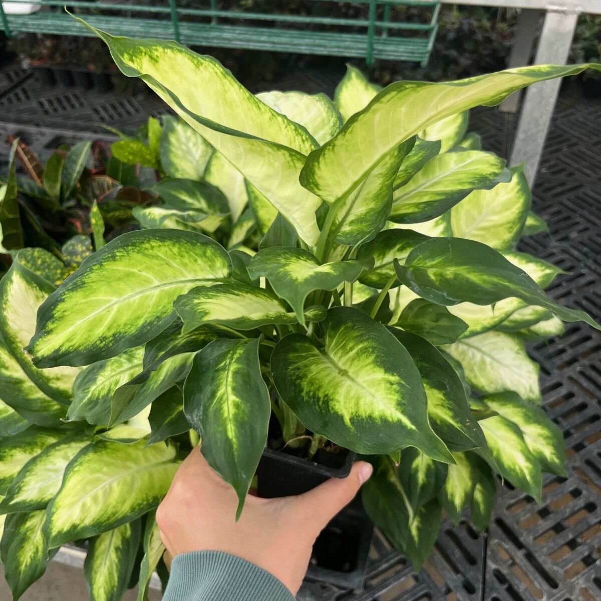 3" Dieffenbachia - Klein's Floral & Greenhouses