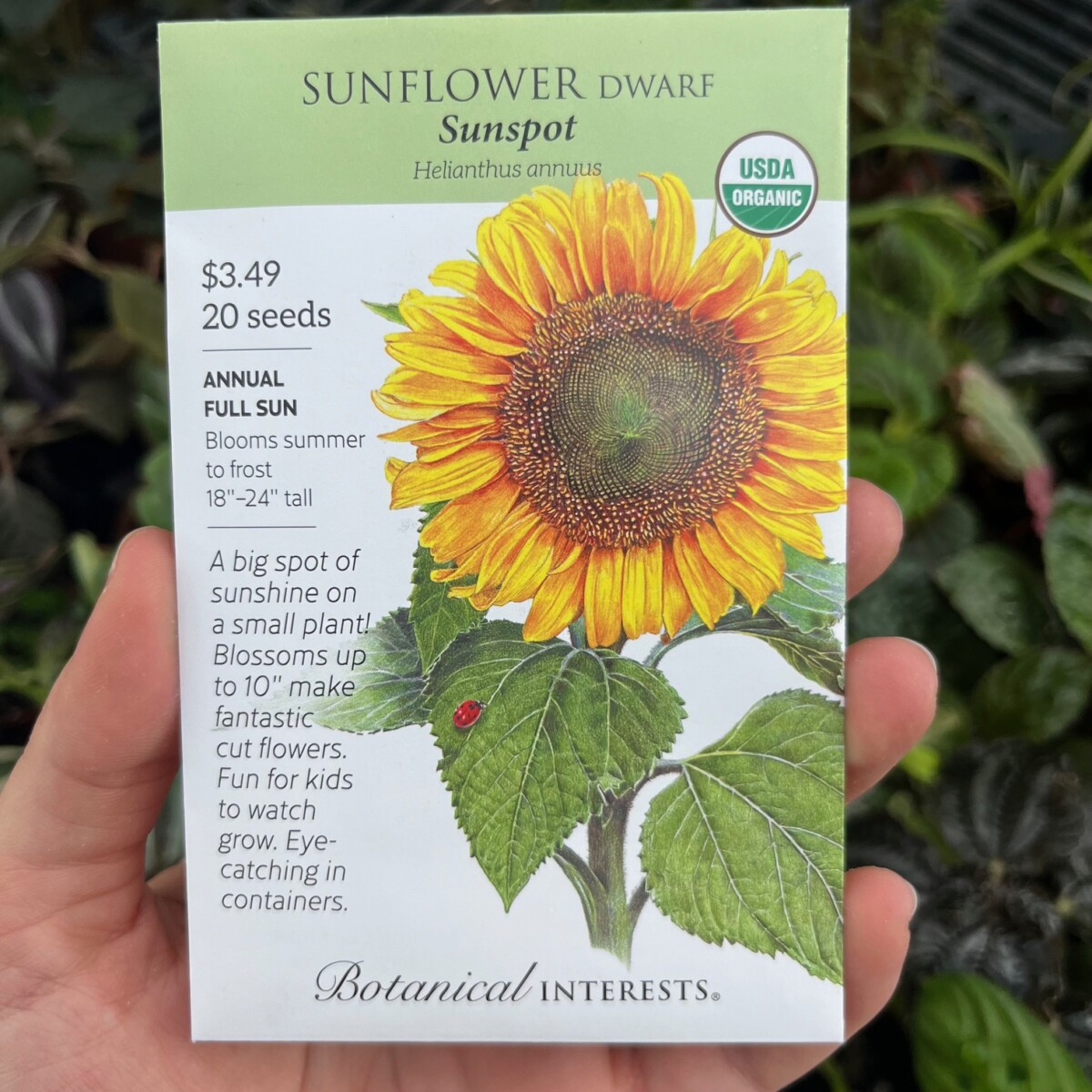 Botanical Interests Sunflower Dwarf Sunspot Organic - Klein's Floral ...