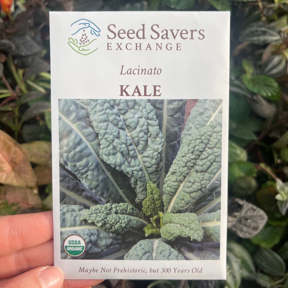 Best HD Pictures about  Lacinato Kale Seeds  with No AI Images