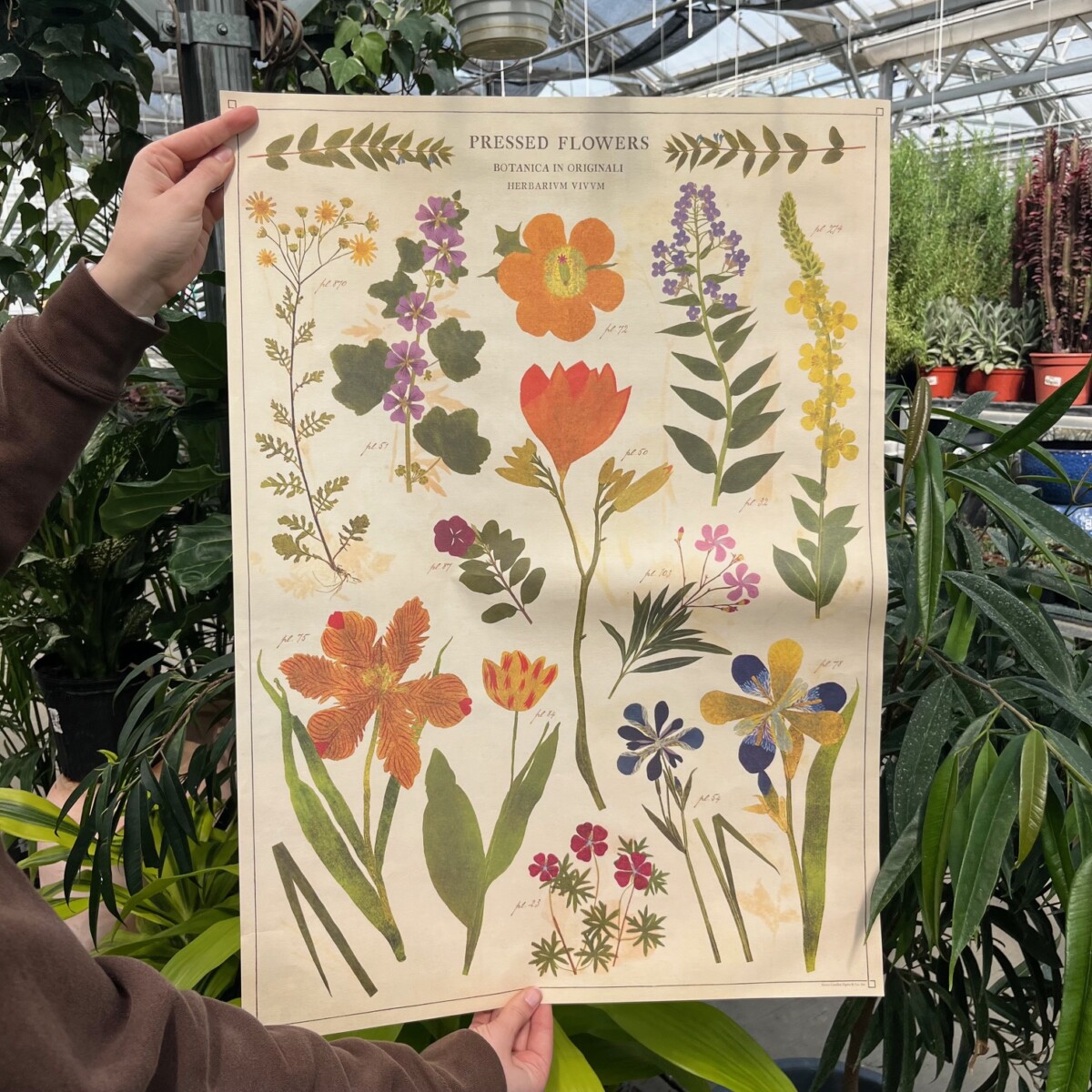 フラワーページ Cavallini & Co. Pressed Flowers Poster - Klein's Floral & Greenhouses