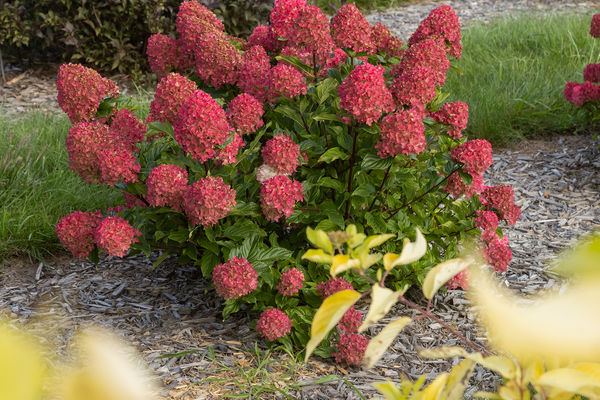 Hydrangea First Editions Spring Sizzle Panicle - Klein's Floral ...